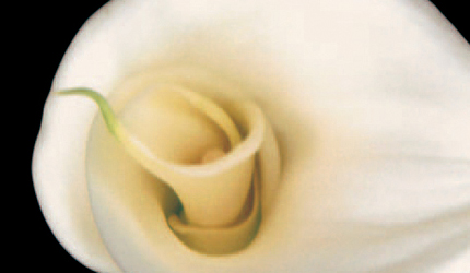 Flores Mais Parecidas